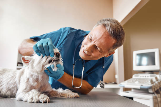 Best Urgent Dental Care in Clever, MO